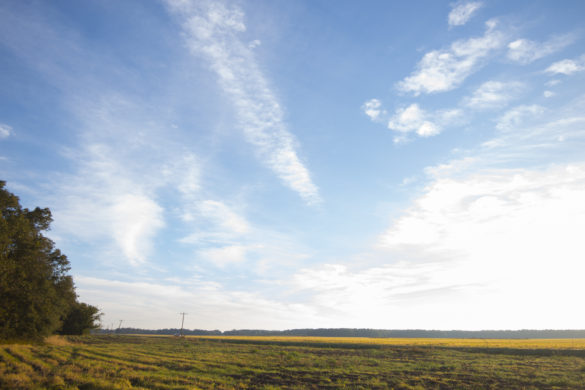 The Mississippi Delta