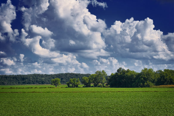 The Mississippi Delta