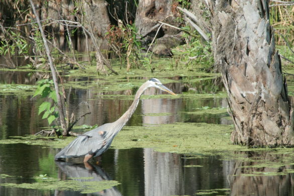 GFBWTb Washington County, Florida