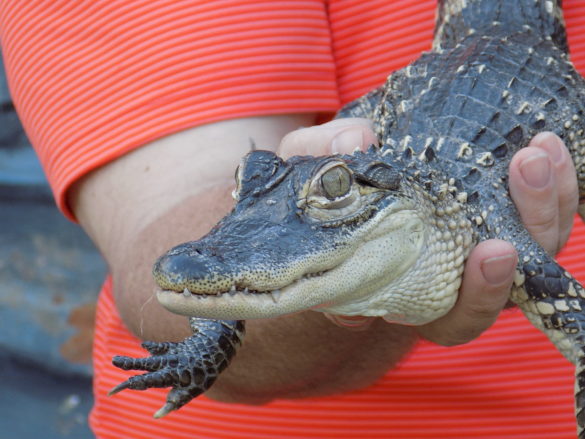 baby gator Washington County, Florida