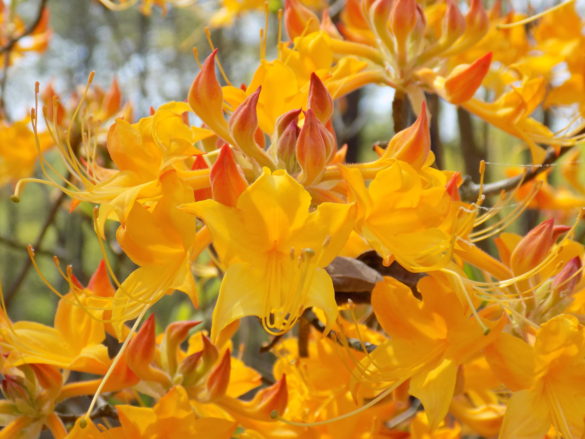 flaming azalea Washington County, Florida